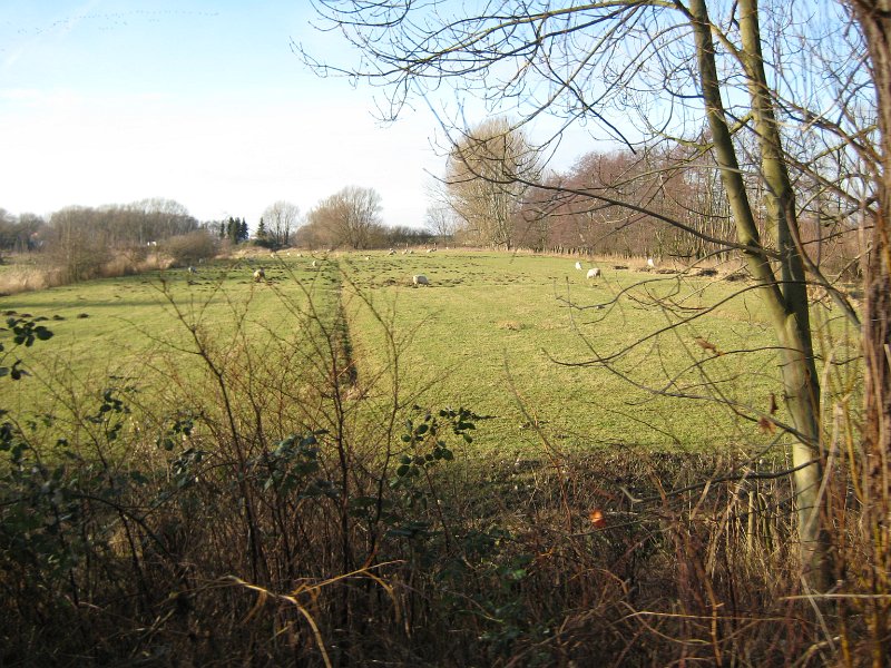 Wedel 071